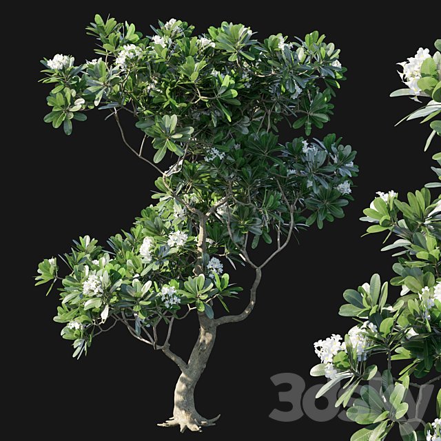 Obtusa 02