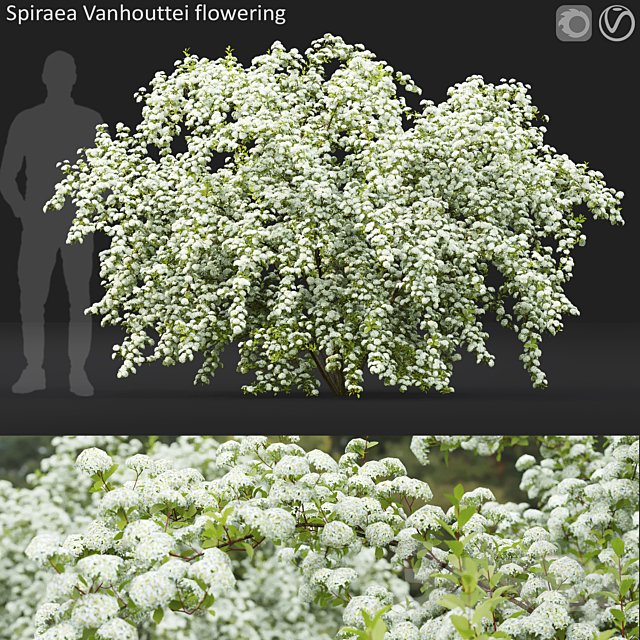 Spiraea Vanhouttei