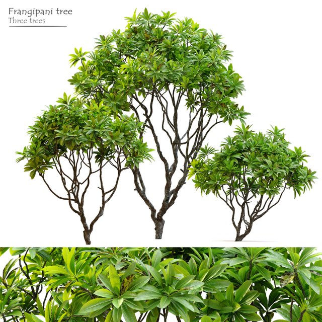 Frangipani tree