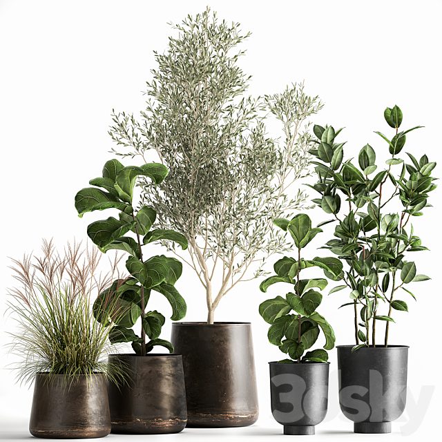 Collection of plants in black metal pots with Olive, Ficus lyrata, tree. Set 1029.