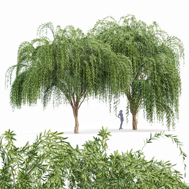 Weeping willow 2trees