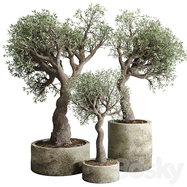 Collection Outdoor plant 49 concrete dirt old vase pot tree family