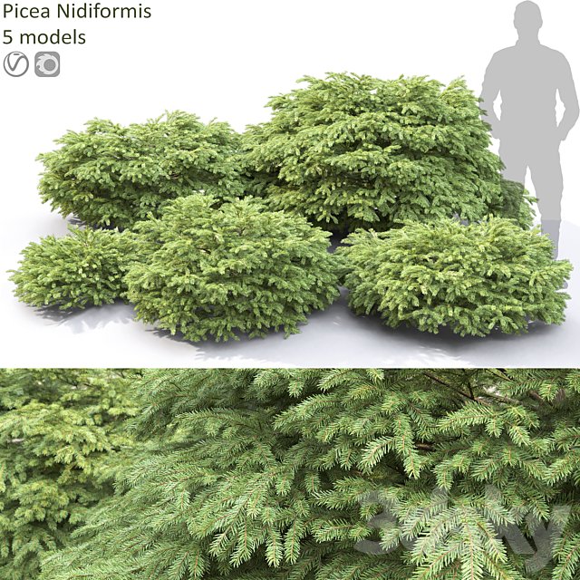 Picea Nidiformis