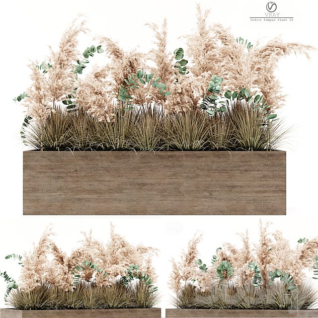Indoor Pampas Plant 02