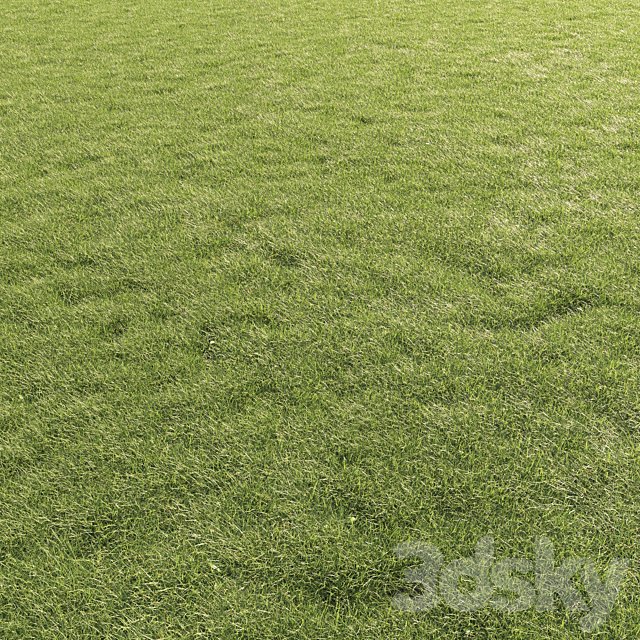 Lawn Grass 01