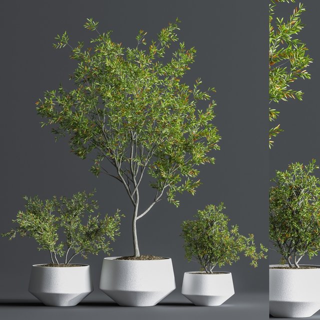 Indoor Set Plant 08