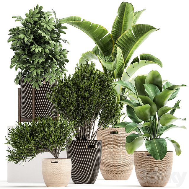 Collection of plants in baskets from Scheffler, Strelitzia, kalatea Lutea. Set 1036.