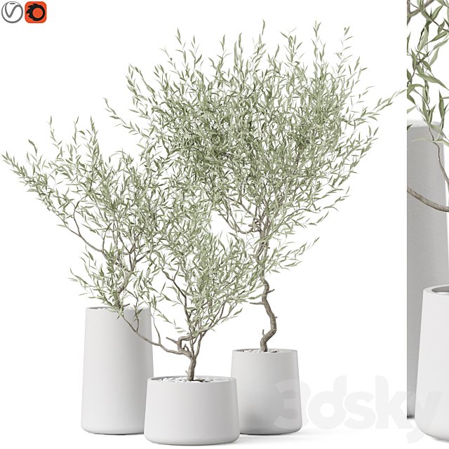 Plants collection 890
