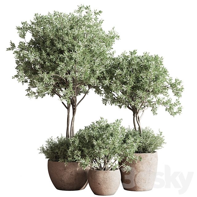 Indoor Plant Set 59