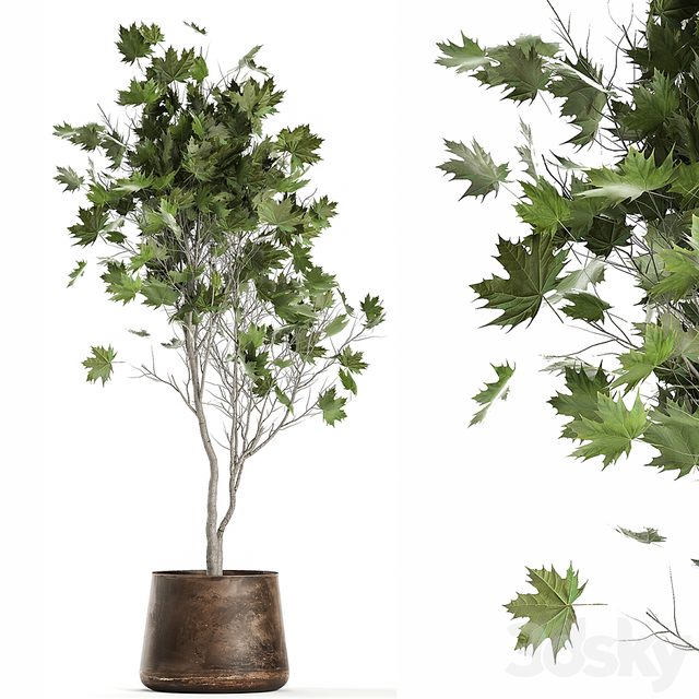 A beautiful little tree in a metal outdoor pot maple, sycamore. 1045