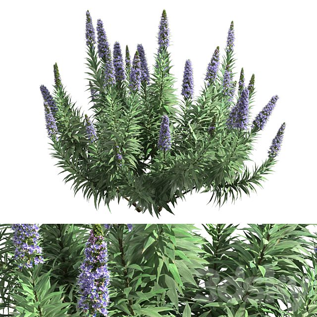 Pride of Madeira - Echium candicans