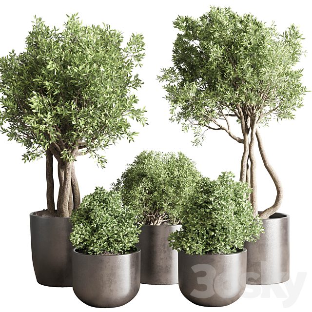 collection Indoor outdoor plant 122 pot tree plant bush dirty concrete vase pot