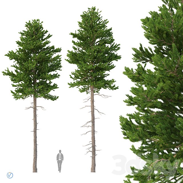 Norway spruce Set 2 V-Ray
