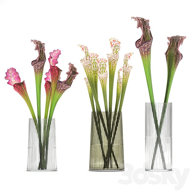 A set of exotic bouquets of Saracenia flowers in glass vases. 180