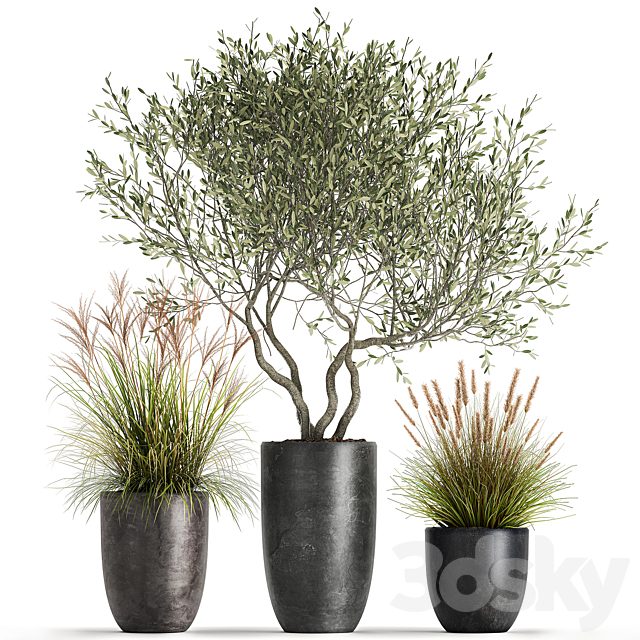 A set of plants in outdoor pots with an olive tree, a reed, a bush and a sapling. 1052