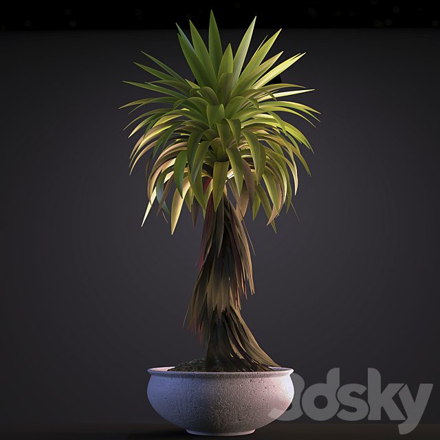 PLANT 5