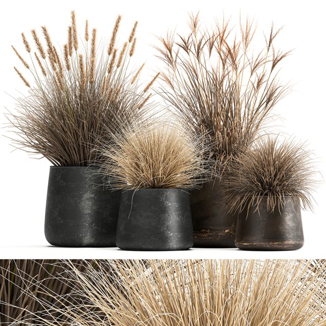 Collection of plants in metal pots with dried flowers Pampas grass, reeds, grasshopper bushes. Set 1058