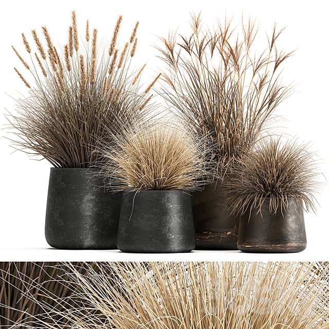 Collection of plants in metal pots with dried flowers Pampas grass, reeds, grasshopper bushes. Set 1058