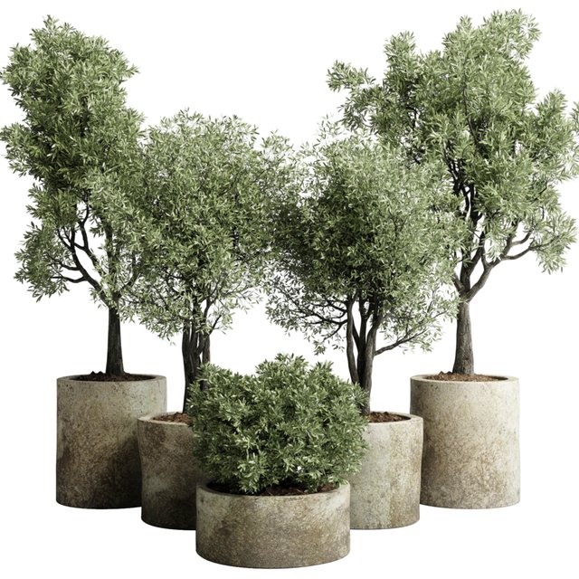 Collection outdoor plant 65 pot old olive tree concrete old vase corona