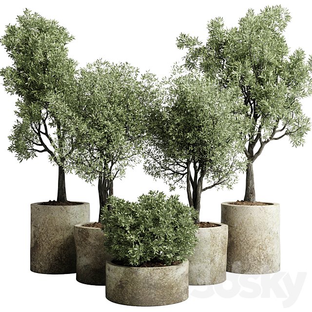 Collection outdoor plant 65 pot old olive tree concrete old vase corona