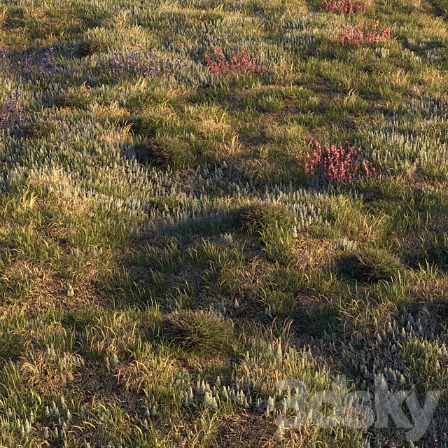 Field herbs | grass