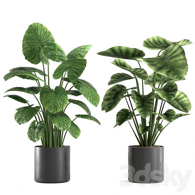 Indoor-plant-07