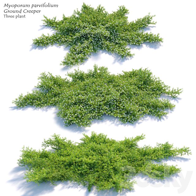 Myoporum parvifolium