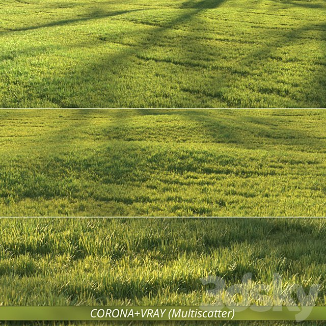 Sunny lawn