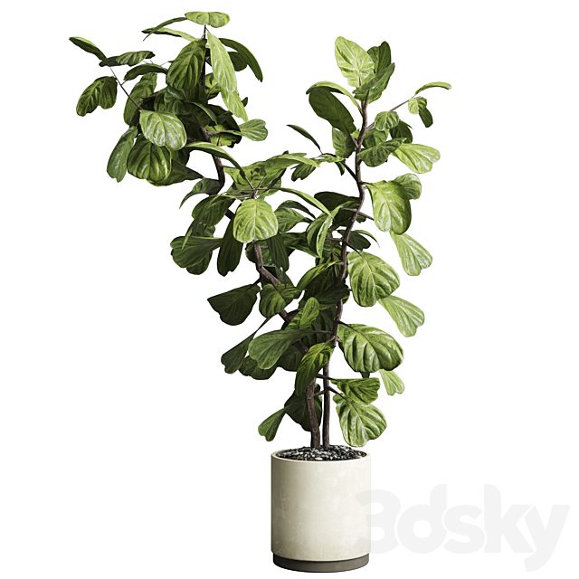 Indoor plant 149 plant  ficus lyrata concrete vase