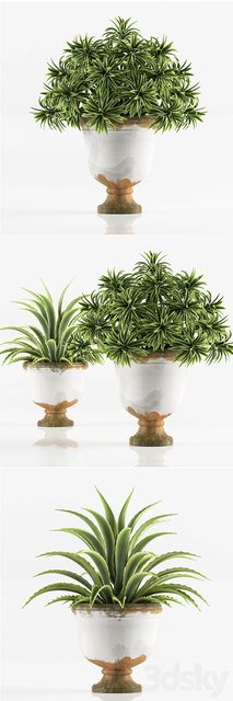 PLANTS 6