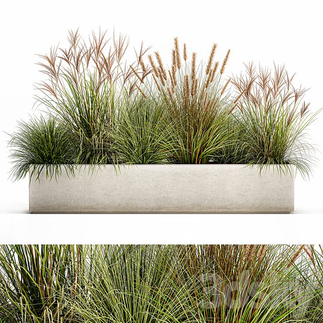 Collection of plants in a pot Pampas grass, reeds, flowerbed, landscaping, bushes. Set 1074.