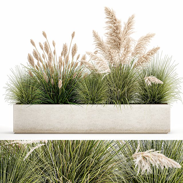 Collection of plants in a pot Pampas grass, reeds, bushes, landscape design, white, flowerbed. Set 1077