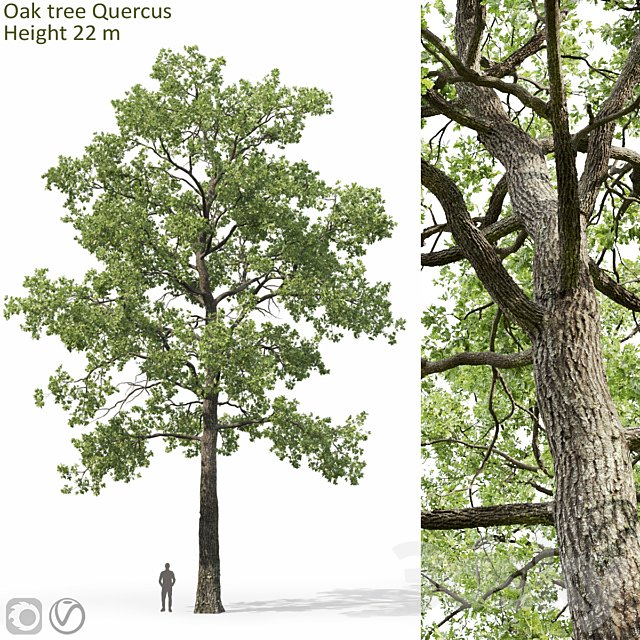 Oak