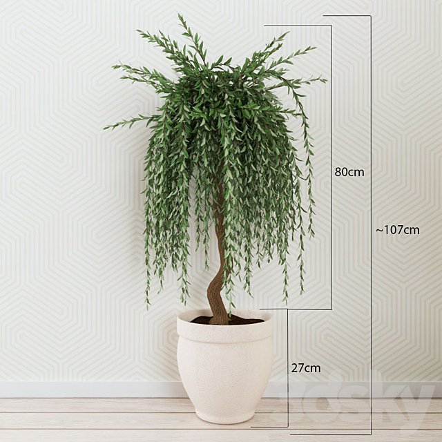 Houseplant 012