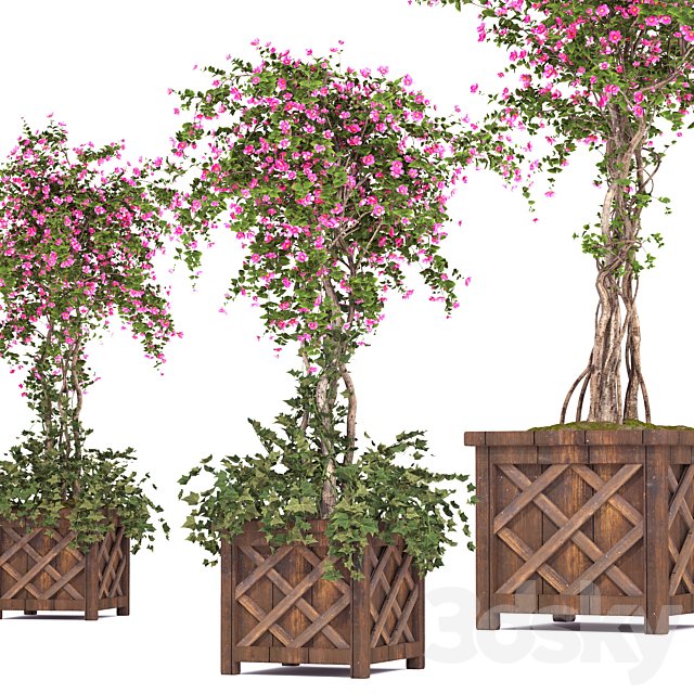 spring outdoor plants 03
