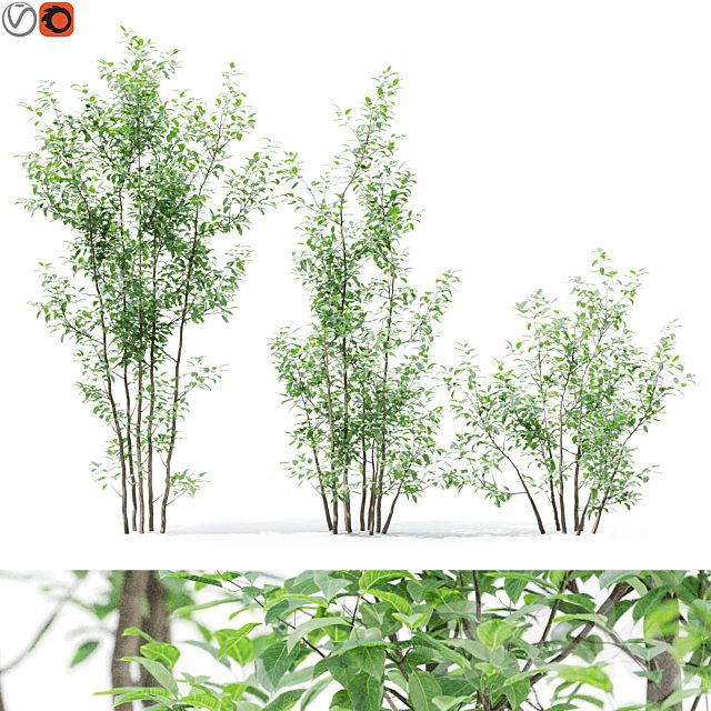 Tree 03