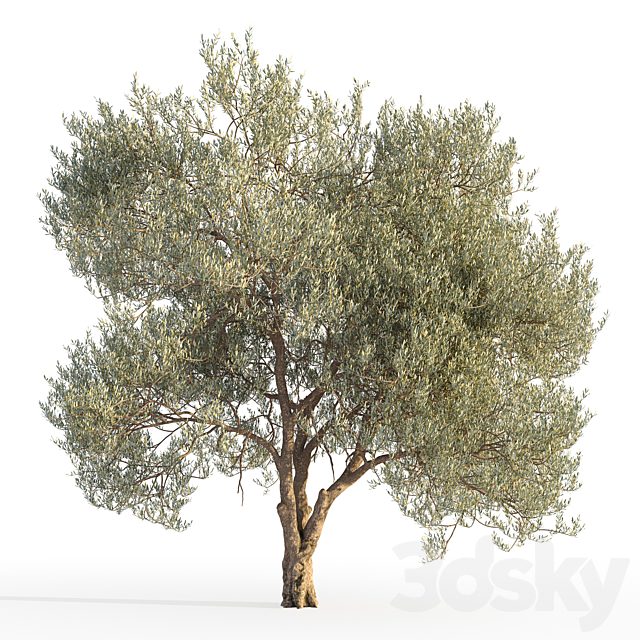 Olive tree 5