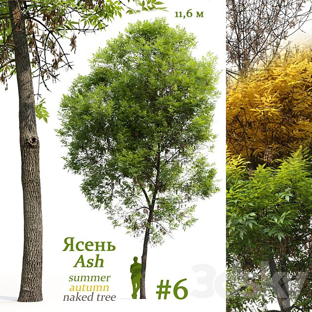 Ash-tree / Fraxinus #6