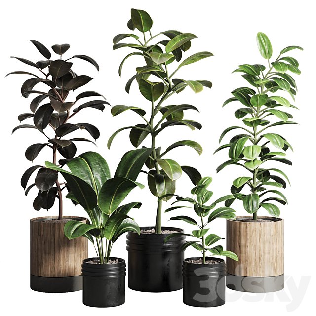 Ficus - Ficus rubbery plant 165 dirty wooden and plastic pots