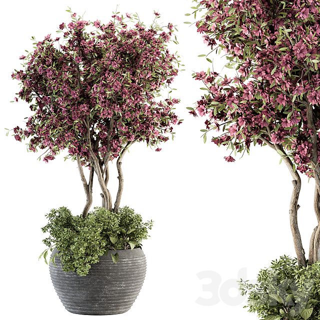 Outdoor Plant Set 352- Purple Flower Tree in Old Pot