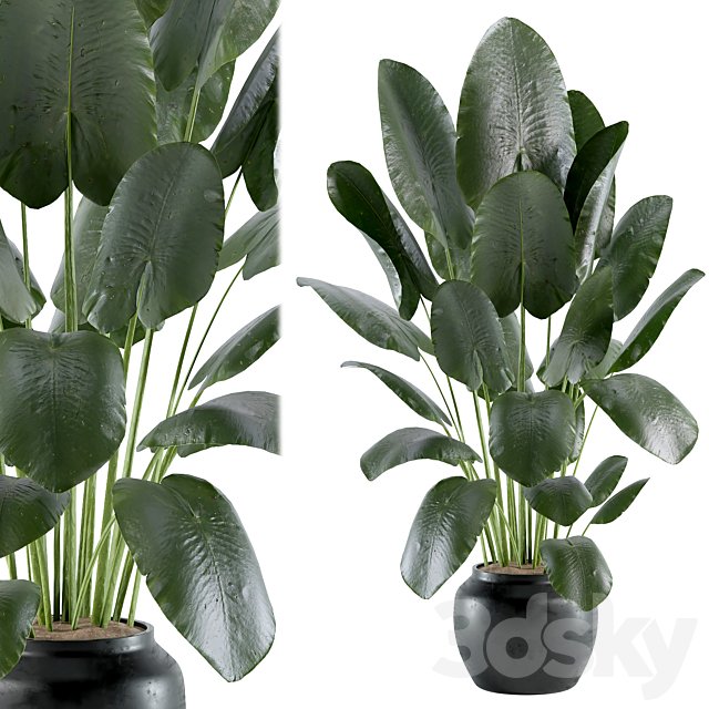 indoor plant 607