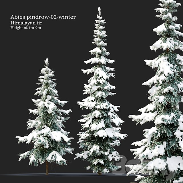 Abies pindrow-winter-02