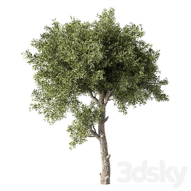 Tree No.106