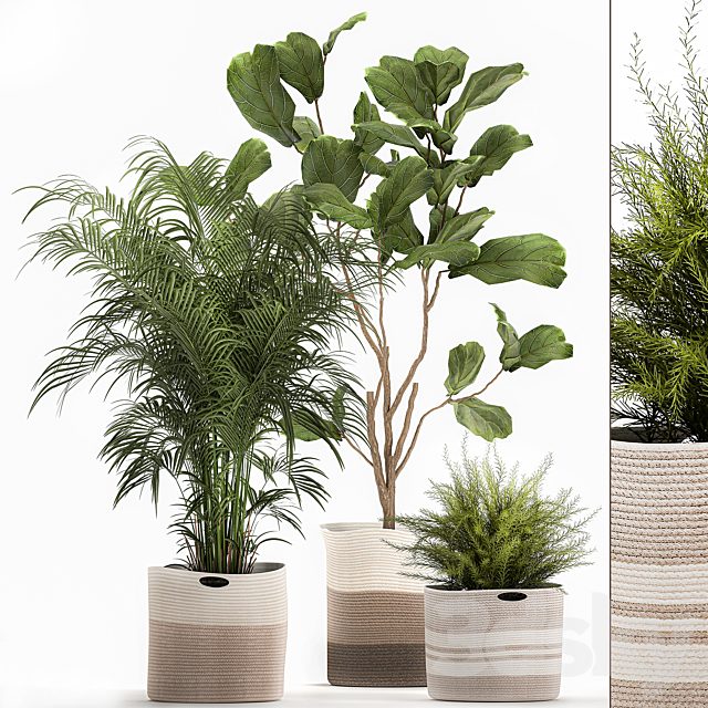 Collection of plants in fabric baskets 1092. Howea forsteriana, Kentia, ficus lyrata, tree, basket, Asparagus