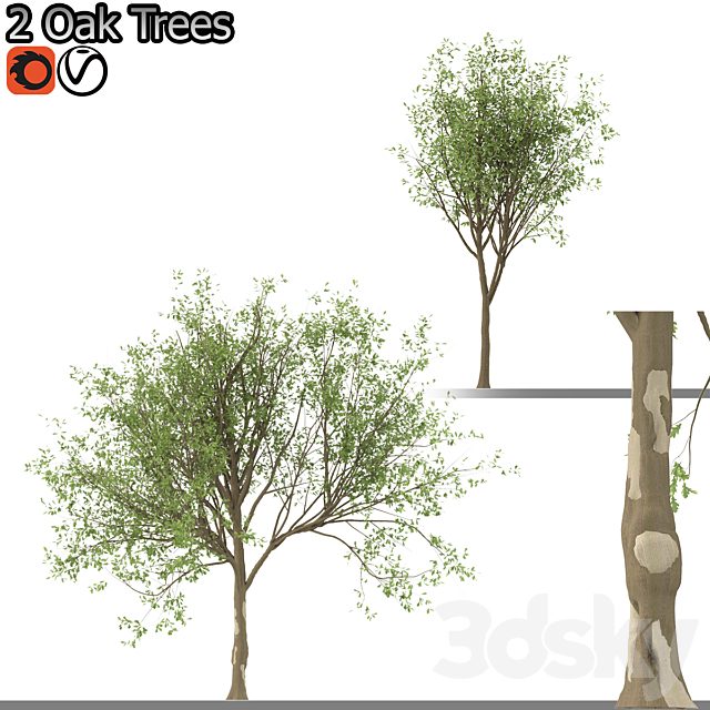 Set of korean Oak and simple Oak Trees