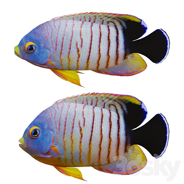 marine fish