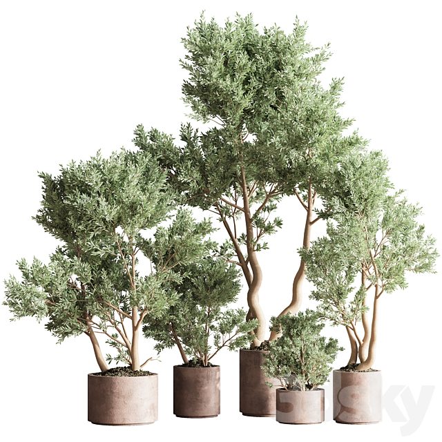 Indoor Plant Set 22