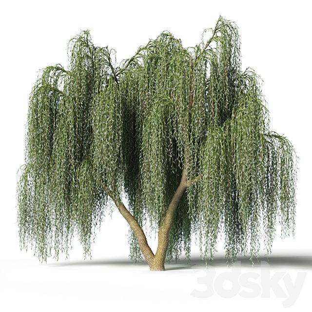 Willow