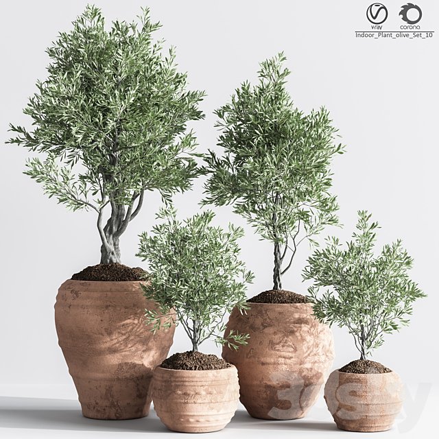 Indoor Plant olive Set 10