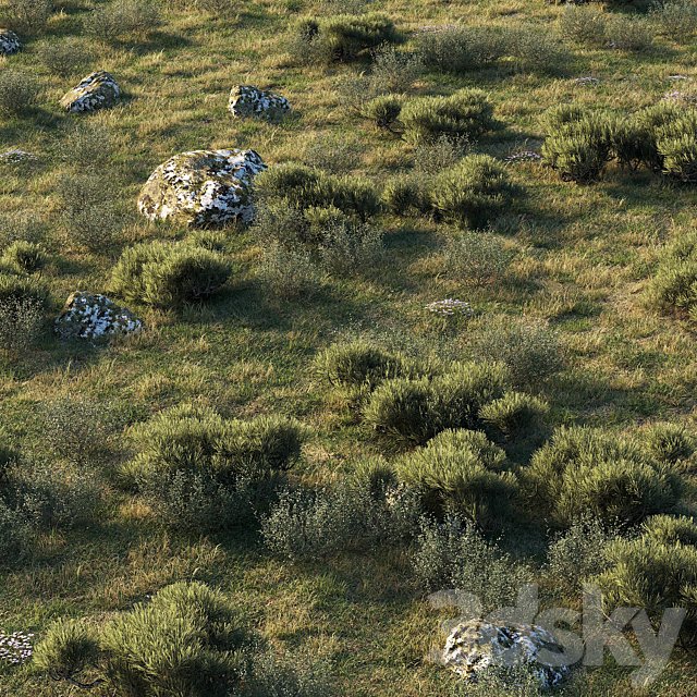 forest landscape